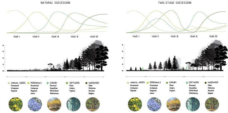 植物分析图也卷起来了