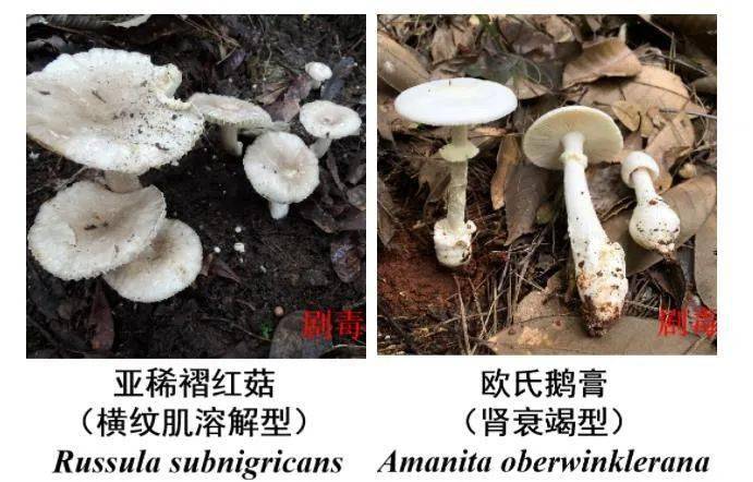 野生菌上市旺季认清40多种有毒有害蘑菇切勿盲目食用