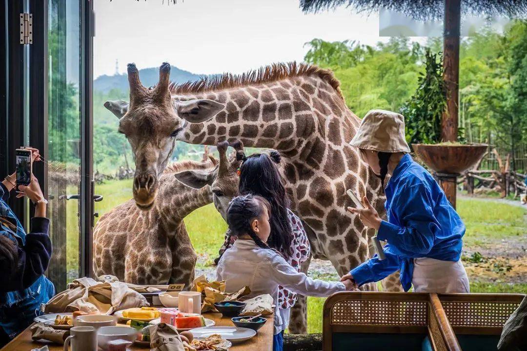 长颈鹿自助餐厅紧邻长颈鹿公园,可以一边用餐,一边与长颈鹿来场亲密
