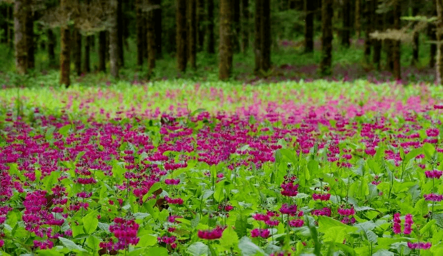 來金口河探神秘峽谷,走最美水上公路~_瓦山_鐵道兵_大渡河