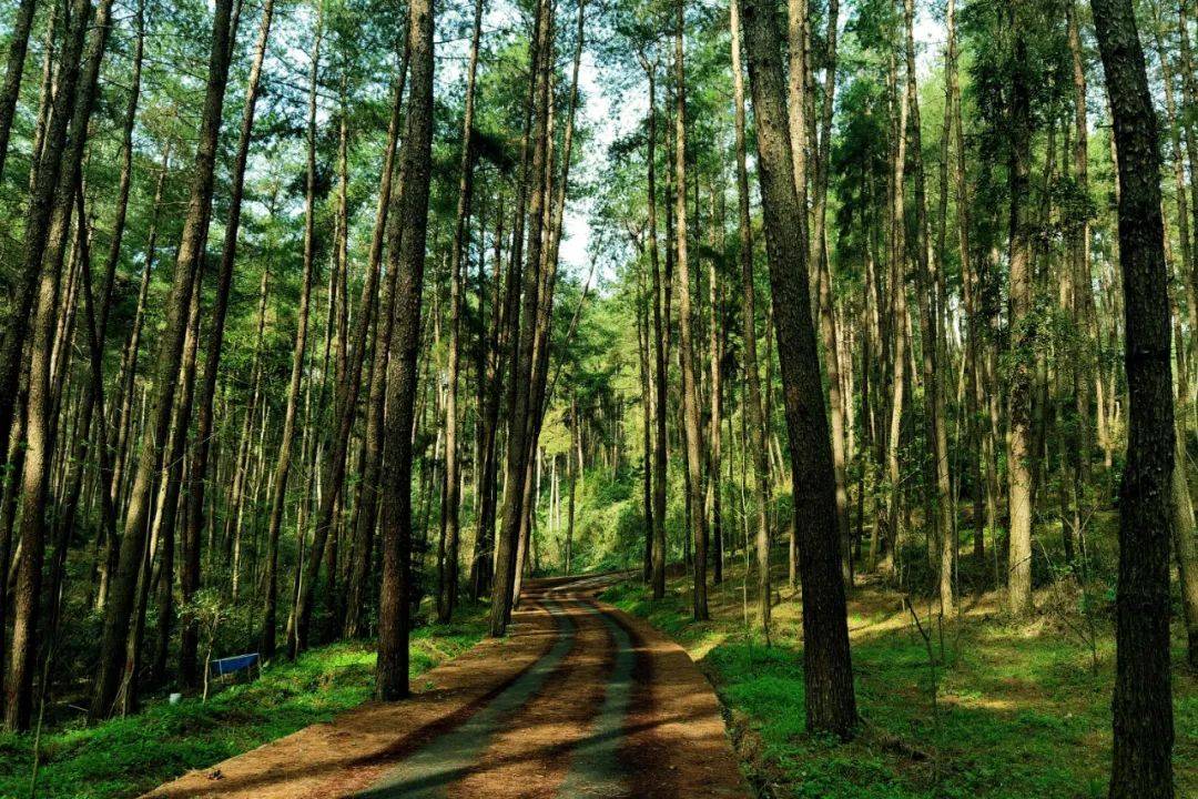 6月23日,龙里县委副书记,县长冯异星及省国有龙里林场等有关单位负责