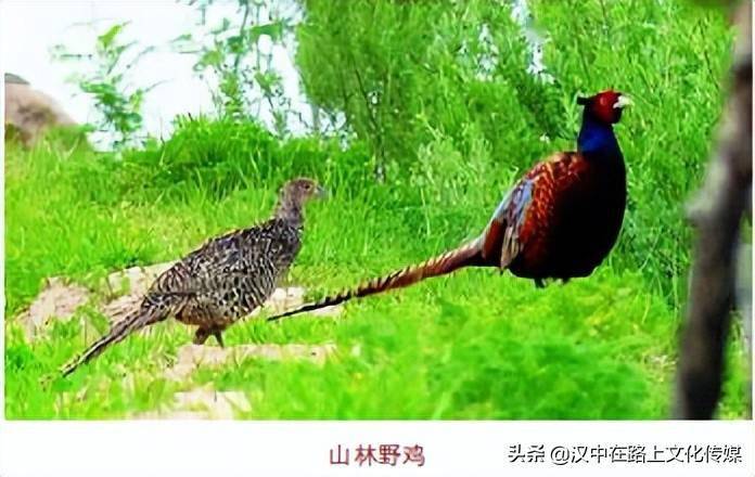 19个品种野鸡中国图片