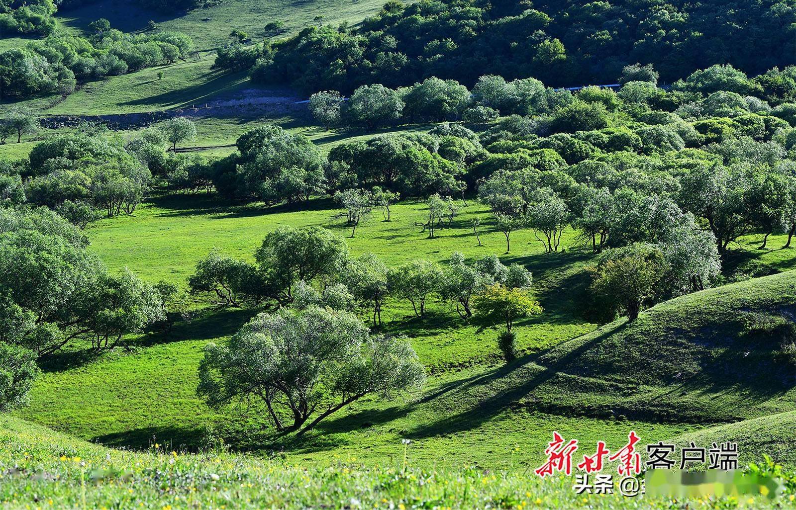 张家川县秦家塬风景区草原牧场风景美如画_关山_旅游_产业