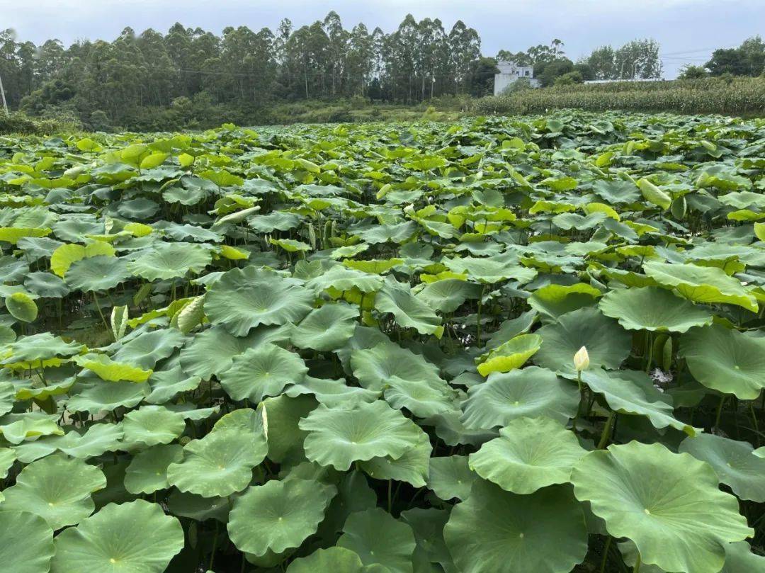200余亩莲藕抢"鲜"上市_种植_产业_敬澜弘
