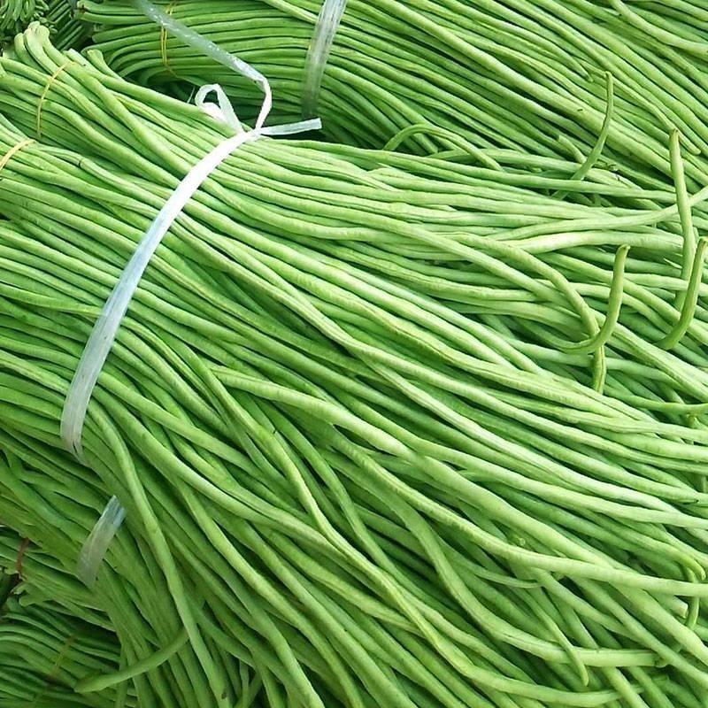 更耐热的豇豆新品种产量高翠绿色条荚粗条肉厚商品性很好