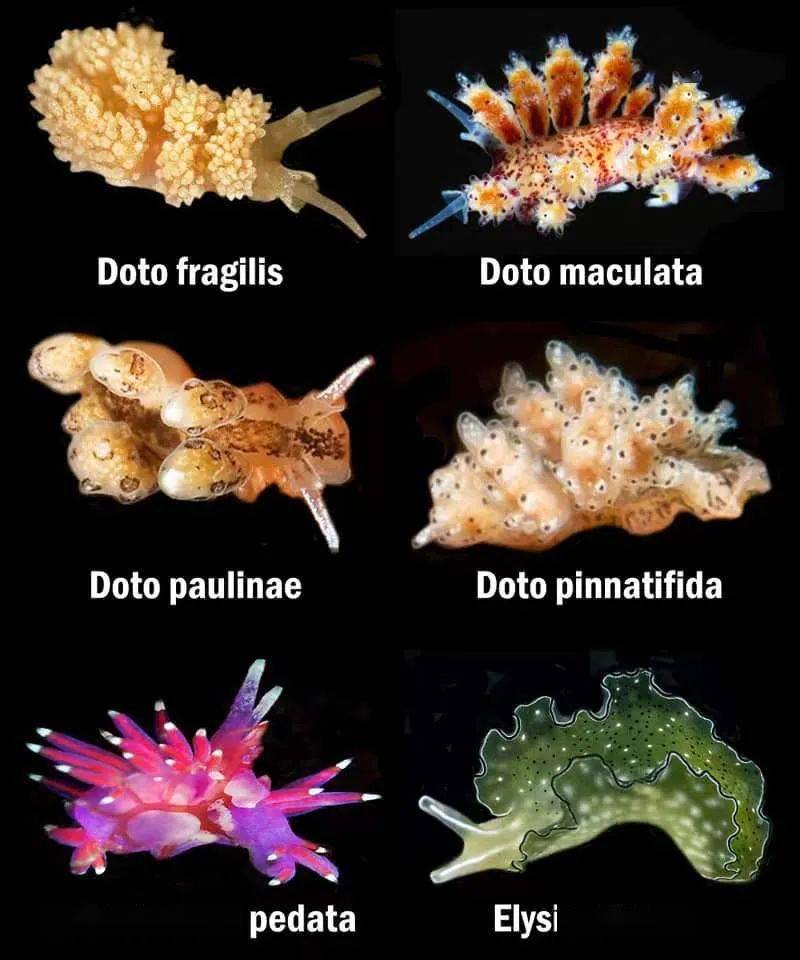 海兔的种类大全