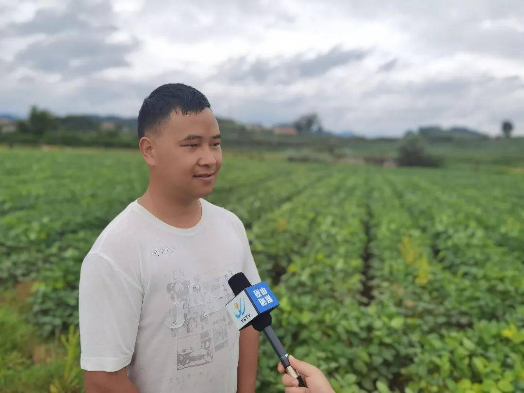 硯山致富金豆豆讓鄉村振興之路越走越寬