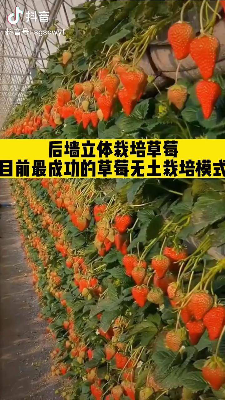 草莓无土栽培目前最成功的模式后墙立体无土栽培节约空间增加产量效果