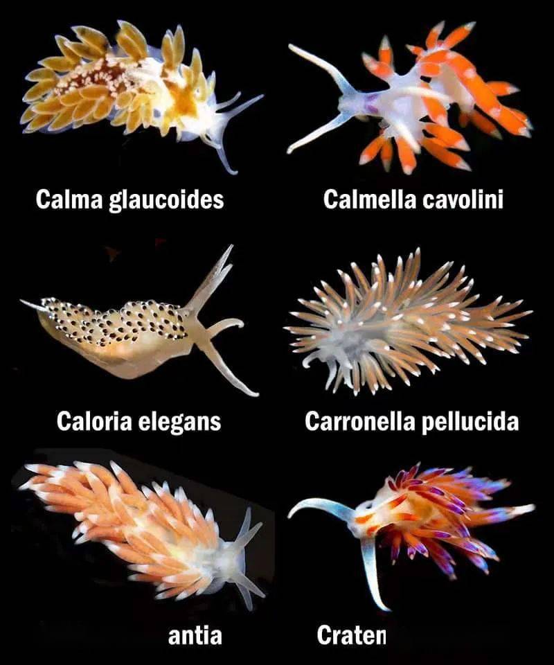 海兔的种类大全