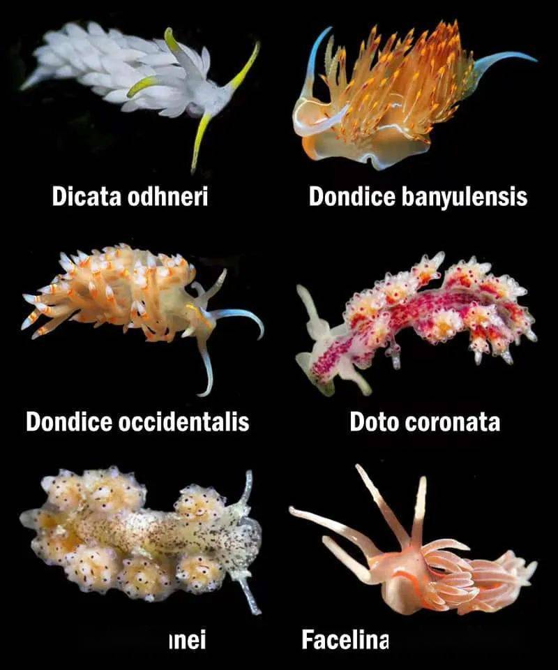 海兔的种类大全