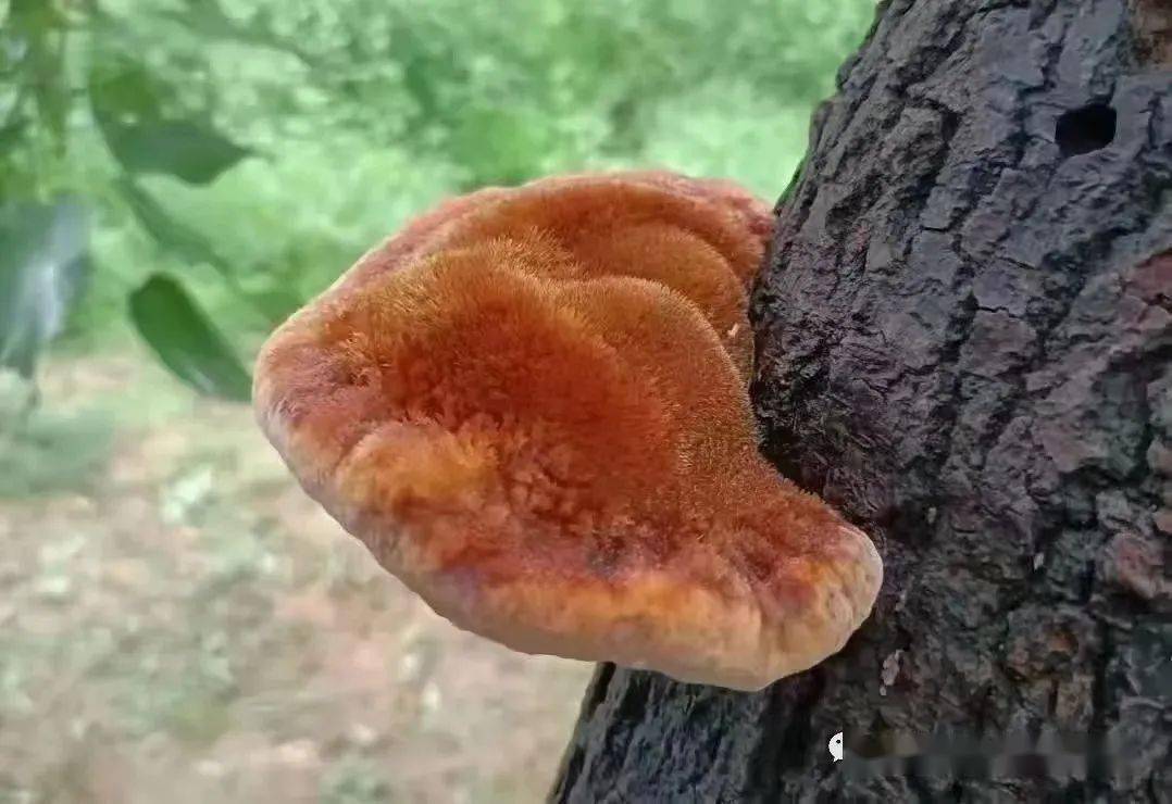 包海鹰课题组关于中药桑黄粗毛纤孔菌的最新研究成果