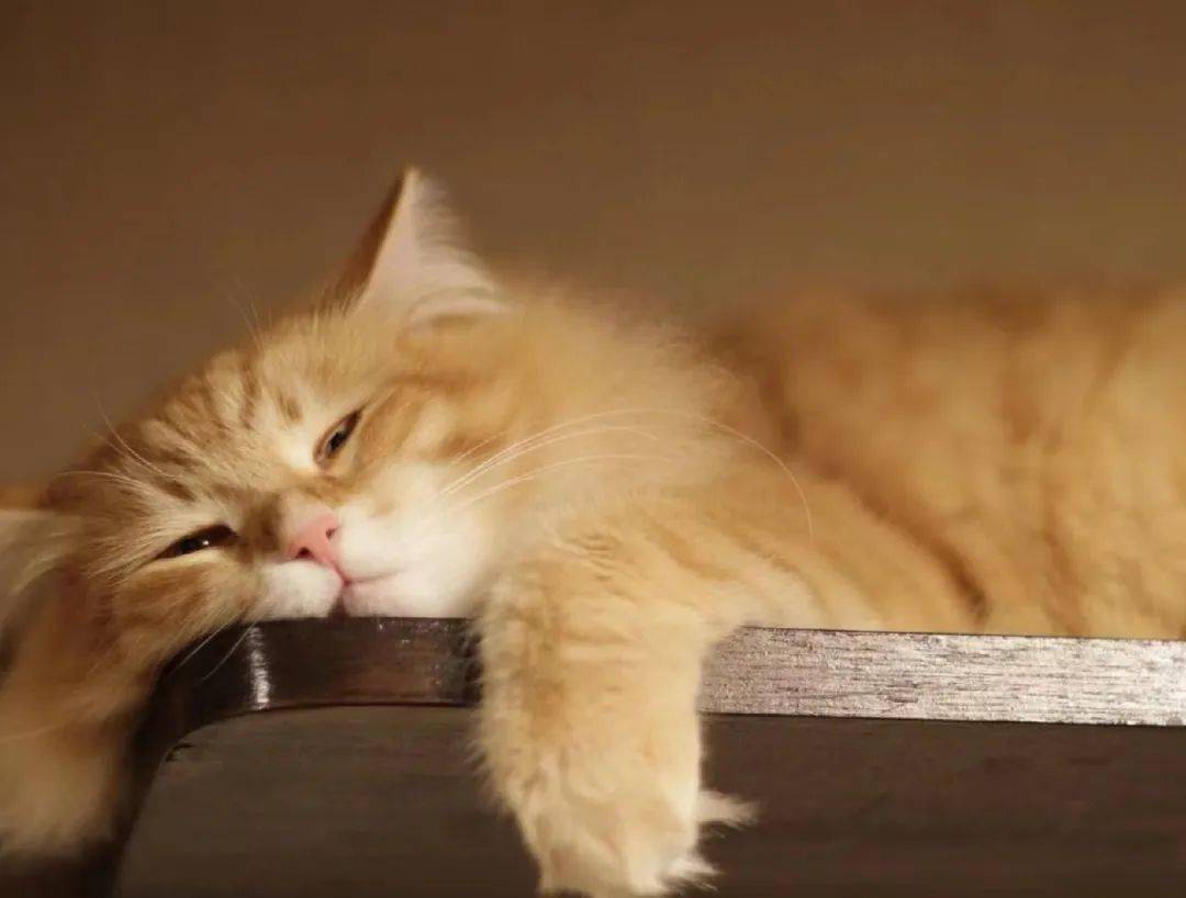 chisoccharity为什么假期里我更疲倦了