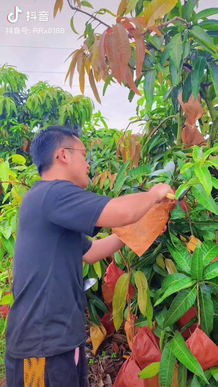 优质农产品芒果很忙芒果贵妃芒新鲜应季水果海南芒果