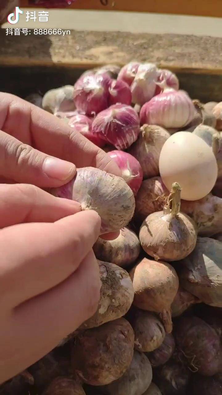 吃肉不吃蒜香味少一半紫皮丫蒜不管生吃還是炒菜蒜香味都很濃大蒜大理