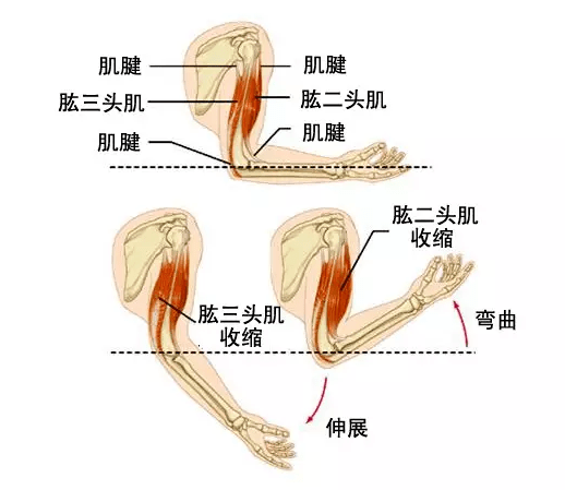 胳膊肌肉构造图图片