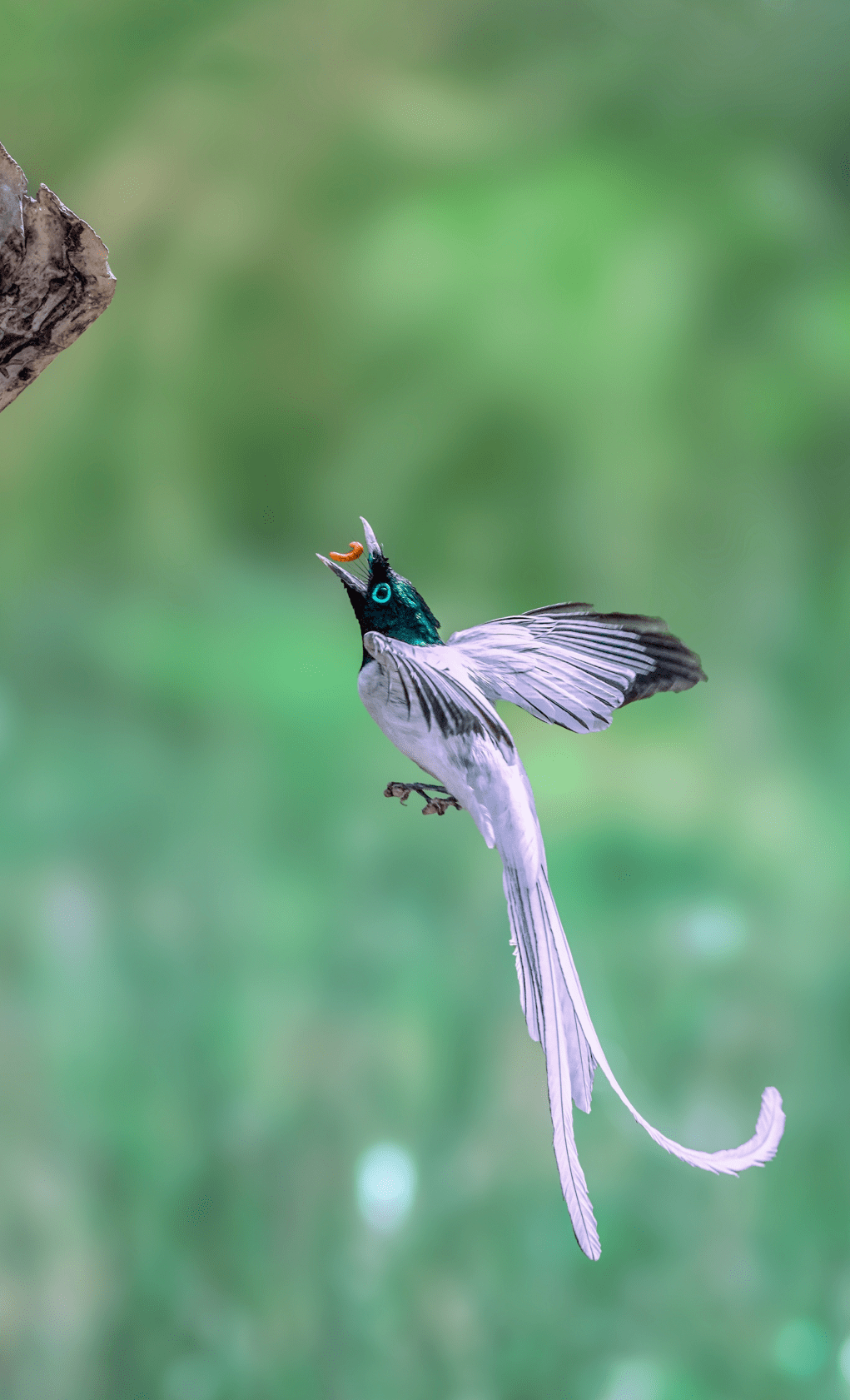 綬帶鳥_李永民_方集鎮