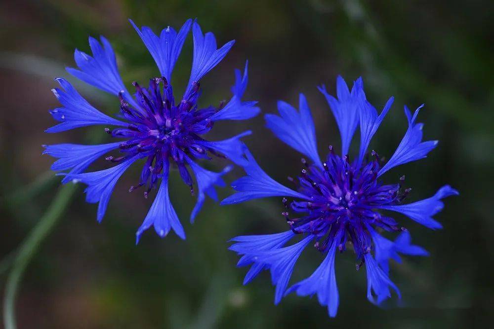 蓝花矢车菊花语(蓝花矢车菊有毒吗)