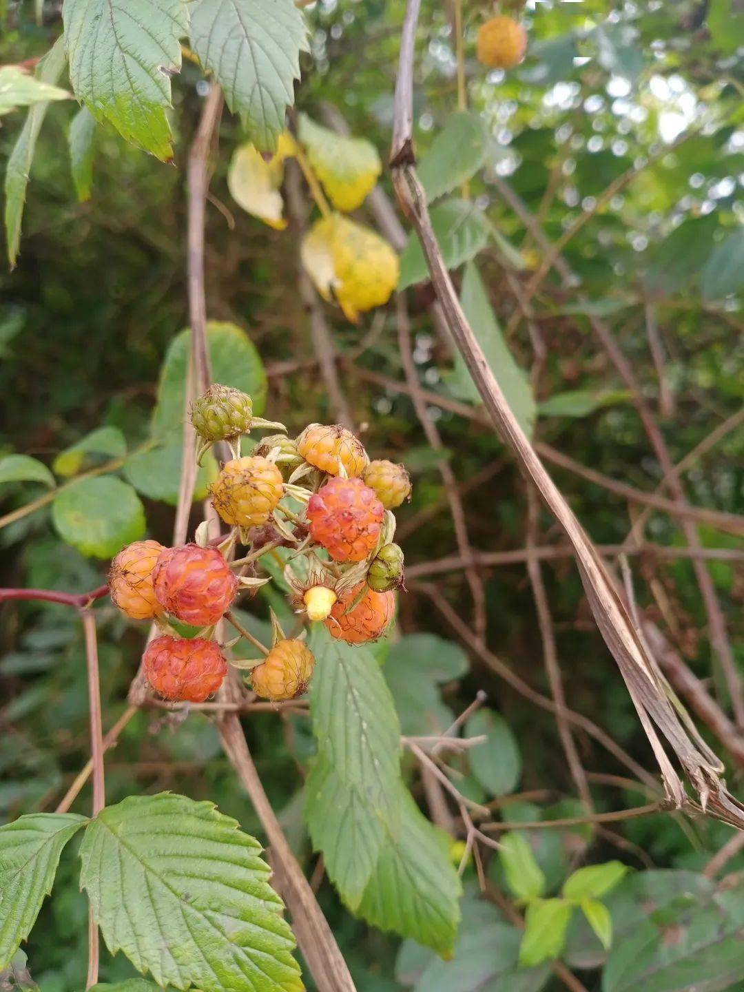又是习水刺泡儿成熟的季节今年你摘来尝过没有还是你记忆中的味道吗