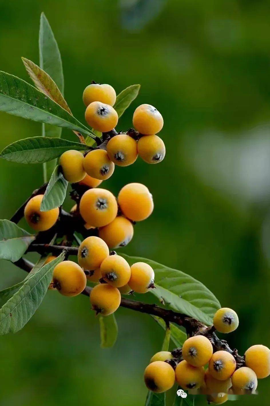 夏日滋味 | 摄影 水果=幸福!_枇杷_贵州_原原