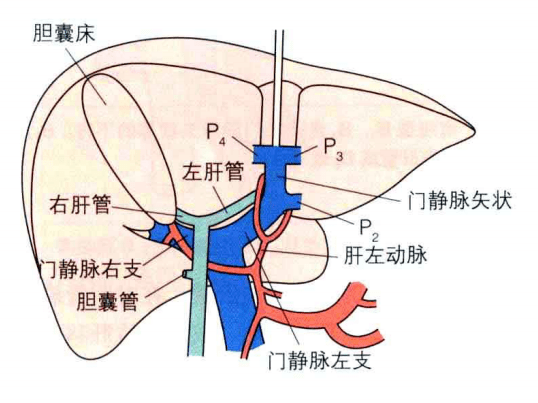 第一肝门解剖示意图图片