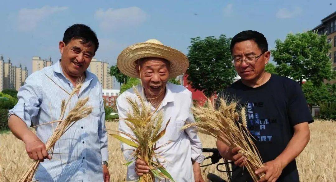 身邊好人上蔡縣劉世揚從一粒種子到萬頃麥田的守望