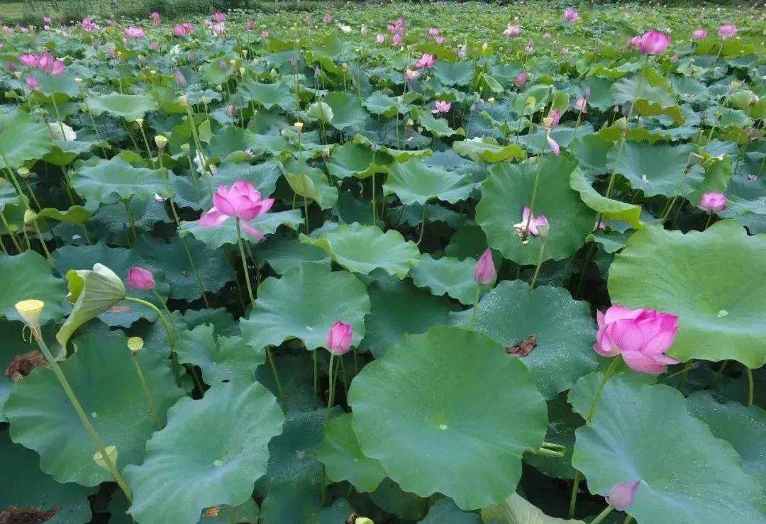 就在湖北这些地方