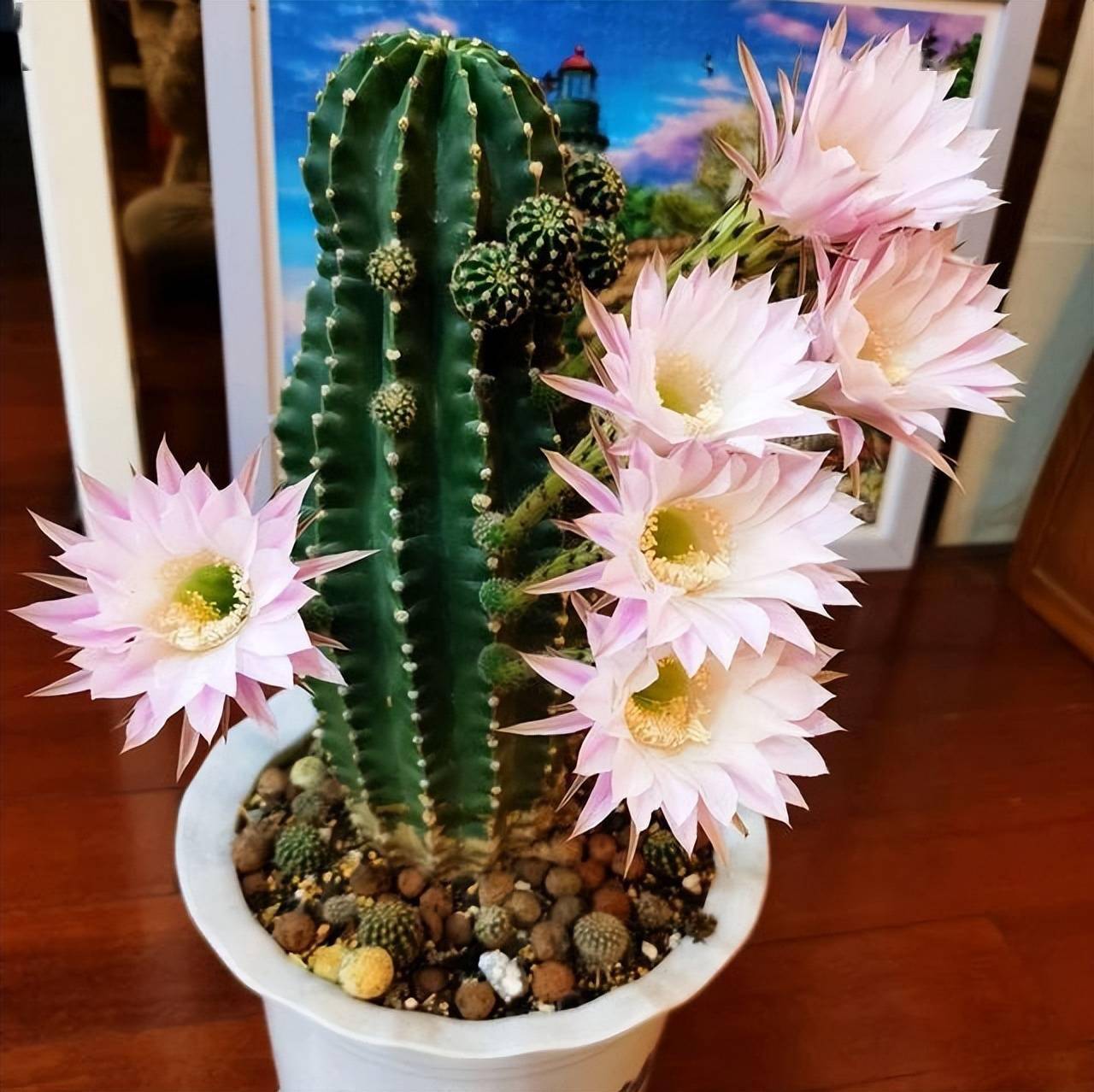 养仙人球记住3点 一棵能开上十朵花 又美又大很鲜艳 人人夸 开花 花苞 根系