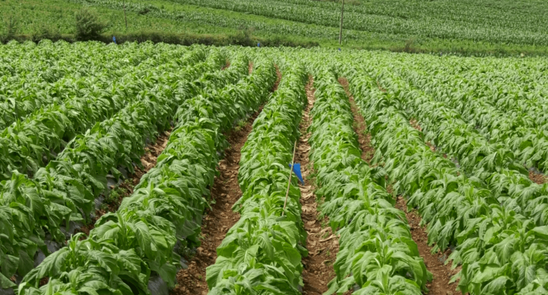 4万亩烤烟长势喜人_种植_指导_烟叶