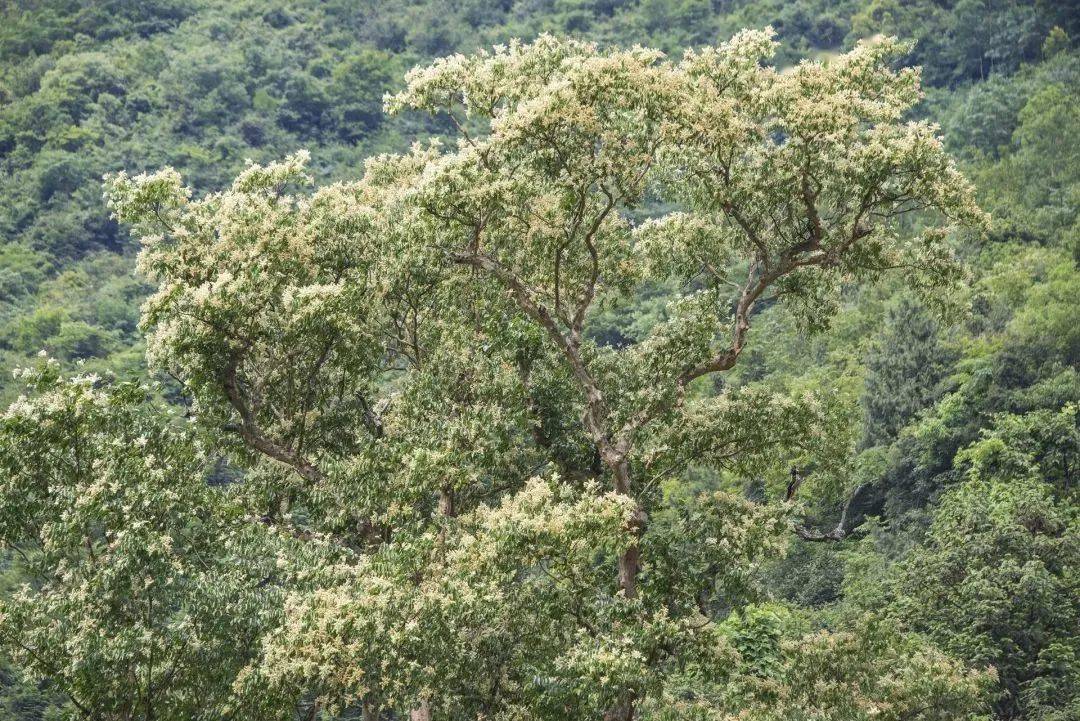 长寿之乡贵州印江67千年紫薇树迎来花开