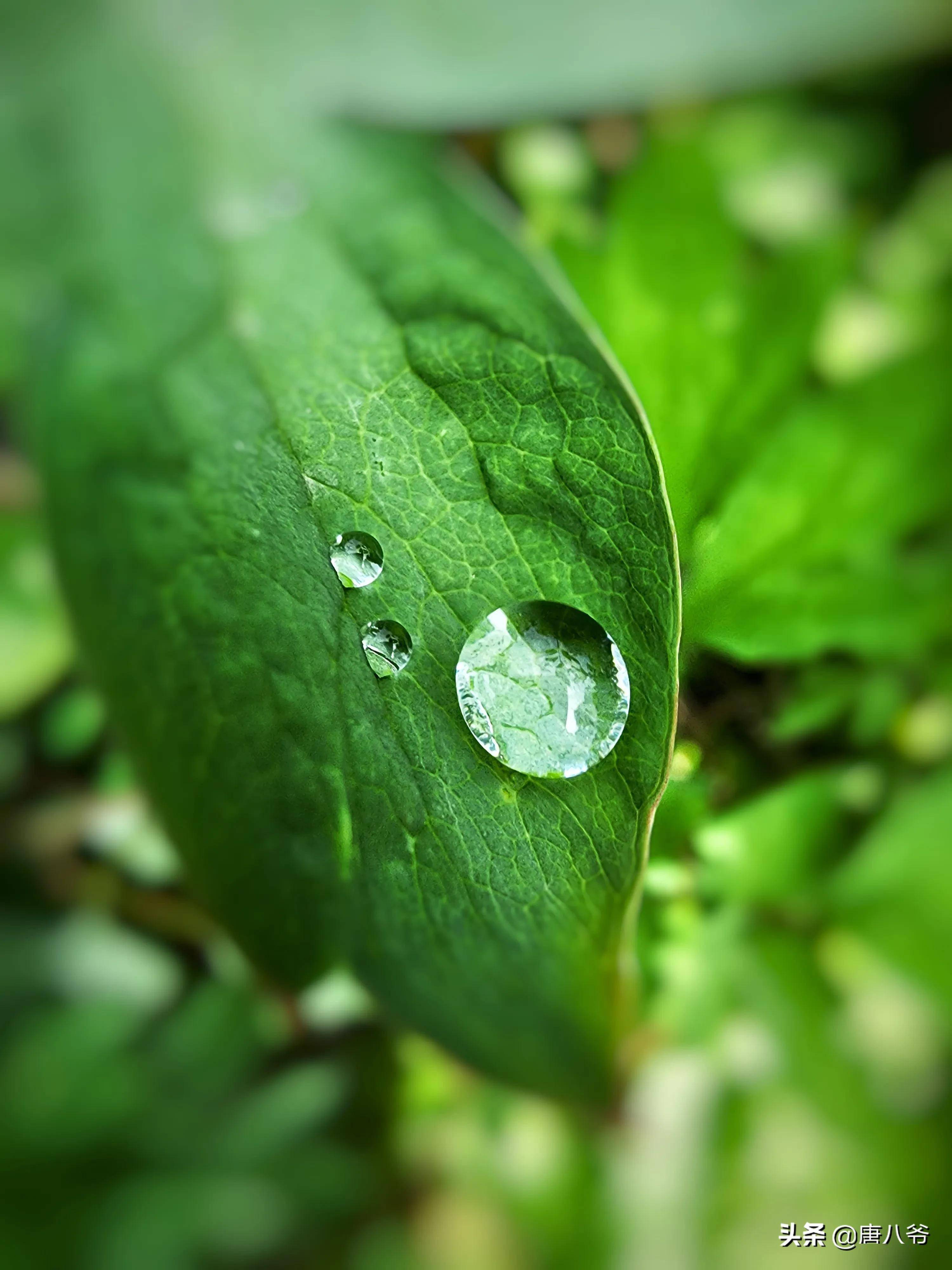 雨后小小露珠