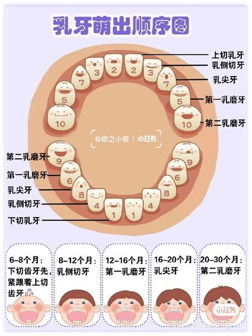 省二院口腔科丨保护牙齿从乳牙开始家长们一定要知道的爱牙小知识