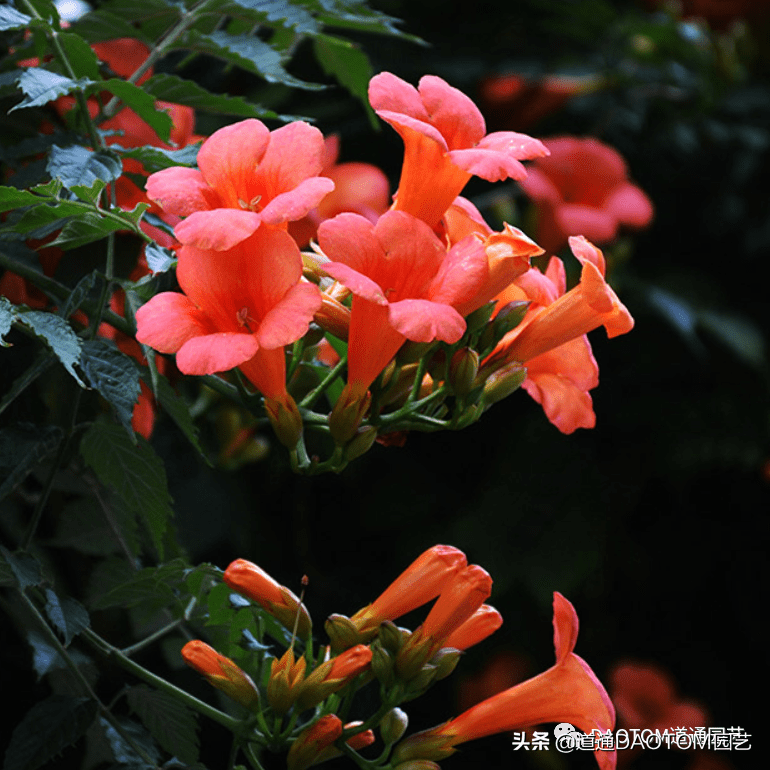 开花像喇叭,养护简单爬藤快,种一盆凌霄花,整个夏天都有花赏_修剪