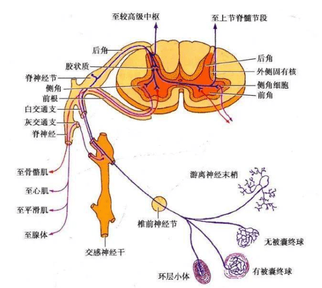 no06学员:老师,腰间盘突出压迫脊髓会有便感改变吗?