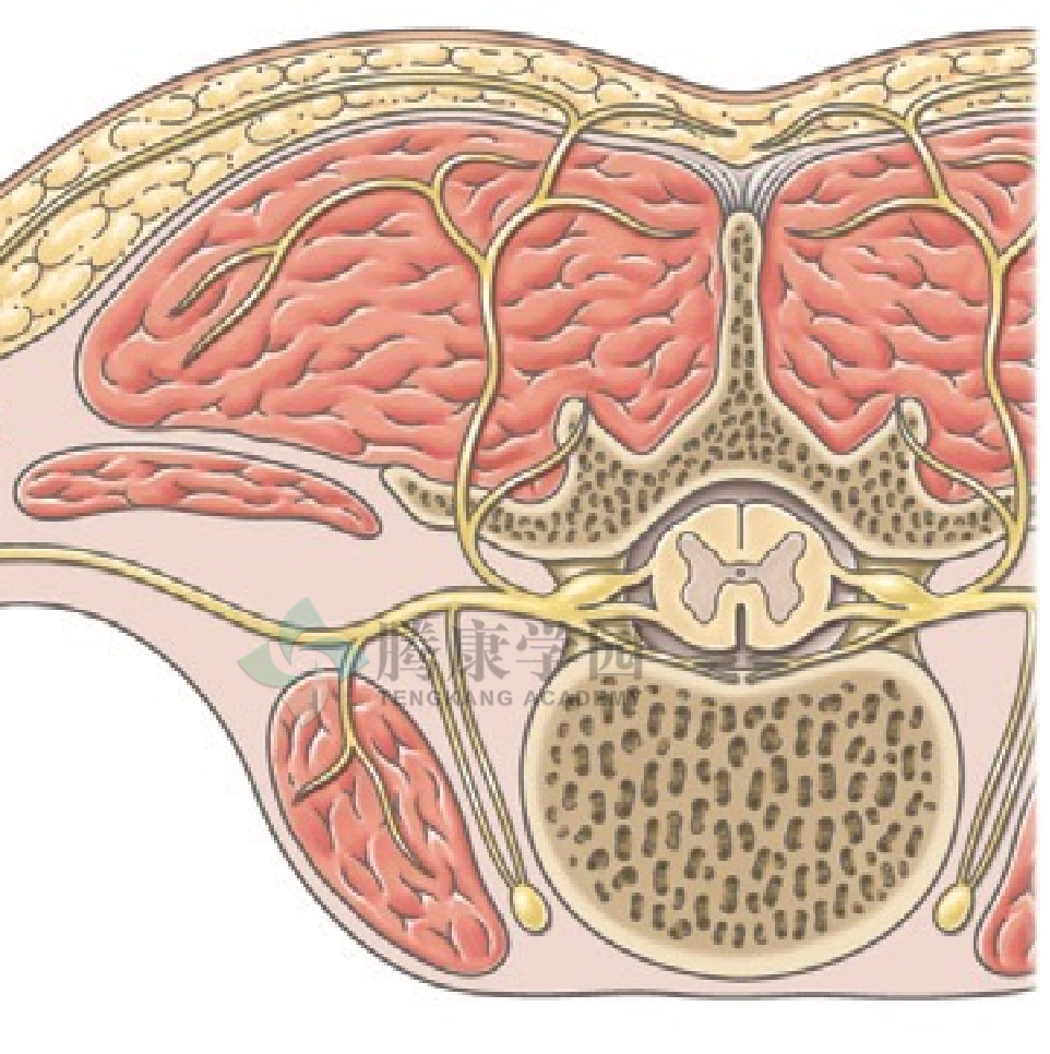 脊神经前后支图片