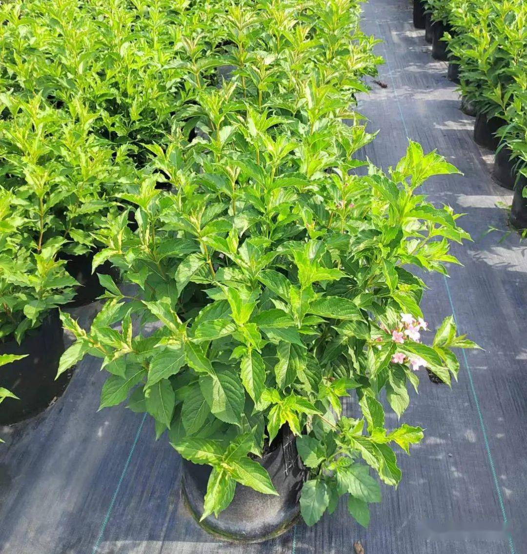 6-9月份可供宿根花境品种_植物_密度_容器