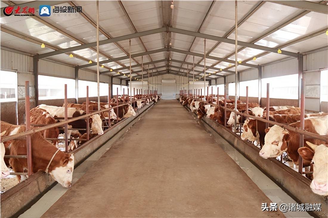 桃元社区大顺河村里的养牛场,近千头肉牛分散在一排排标准化的牛圈内