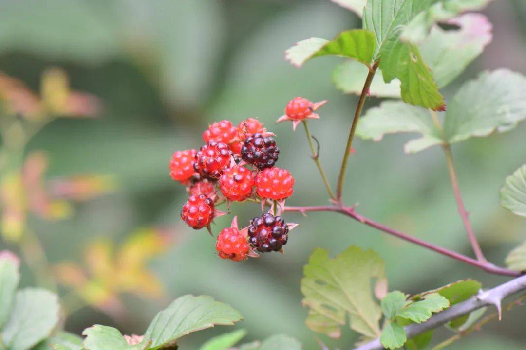 宝天曼的小美食——酸酸甜甜的"蒙子"_植物_果实_是一种