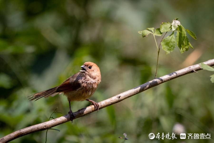 身姿優美動作輕盈的枝頭歌唱家——棕頭鴉雀_黃騰鳥_黃豆鳥_蹤跡