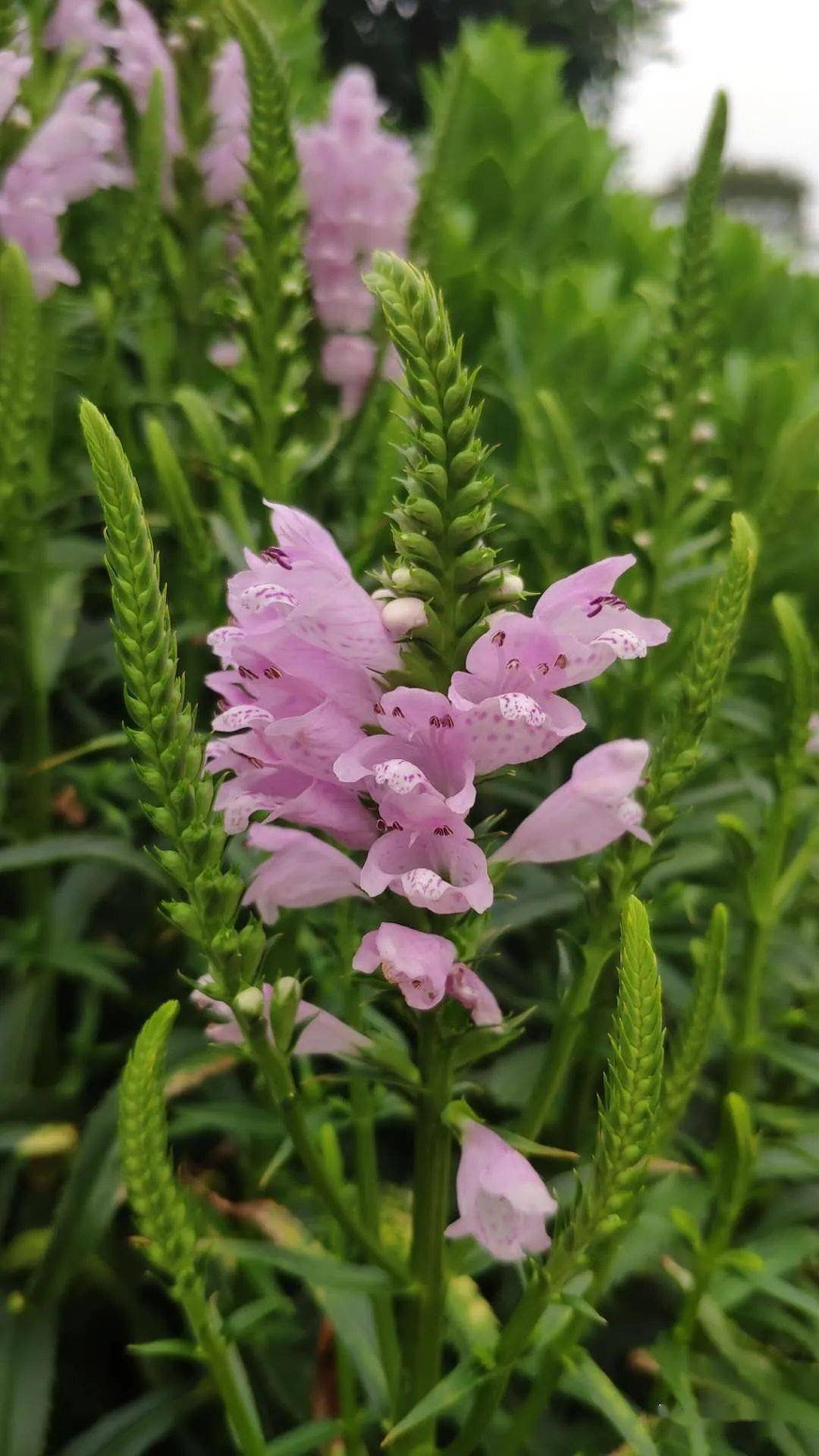 6-9月份可供宿根花境品种_植物_密度_容器