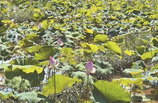 乡村振兴广西钟山杨岩村古韵焕发新魅力