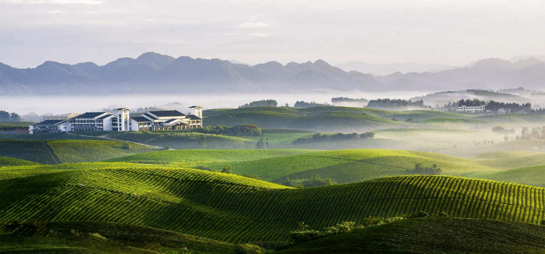 千年夷州,茶话风流