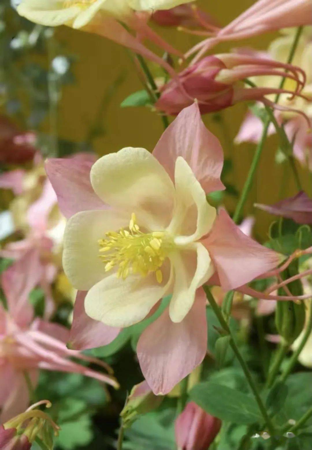 花园里的小仙女大花耧斗菜新品