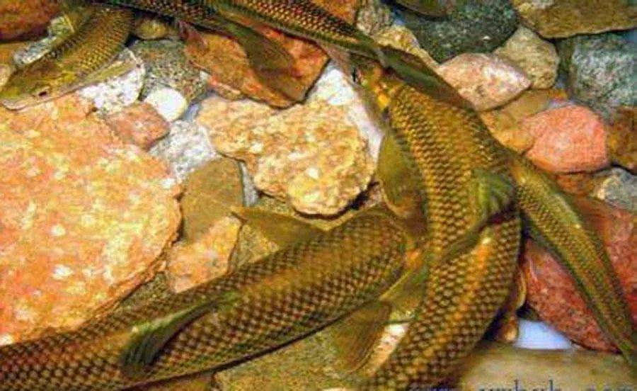 这鱼拉力强劲通体闪耀着银白色我们本地人叫它钱鱼