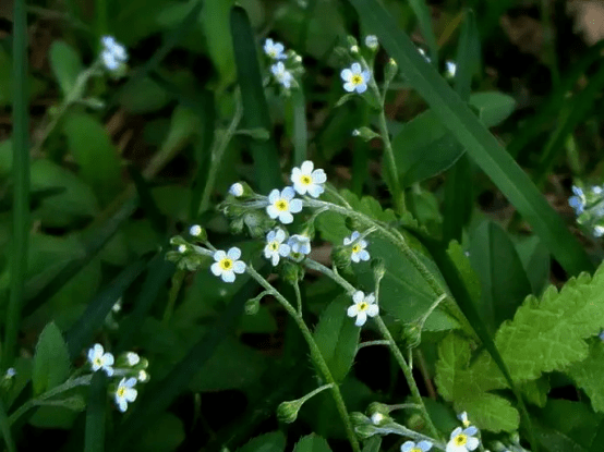 勿忘草和附地菜图片