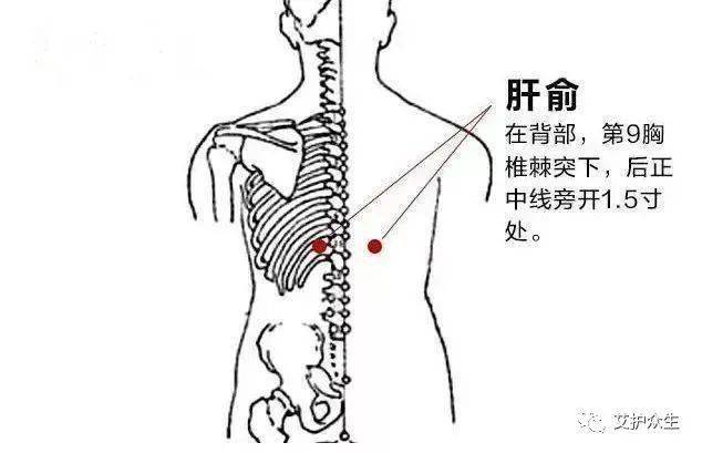 肝区对应后背位置图图片