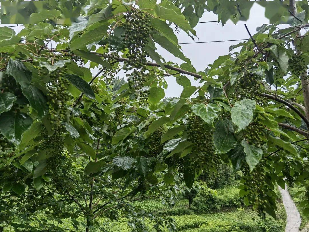 省林业局胡洪成局长率队到仁怀等地调研山桐子产业_发展_种植_国家