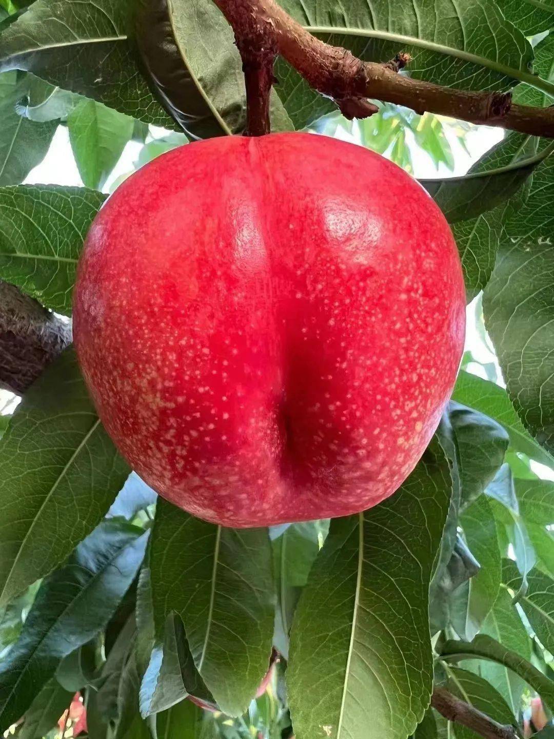 【平谷大桃】甘,甜,脆,爽,平谷大蟠桃,夏至红,澳油精品果_京艳_品种