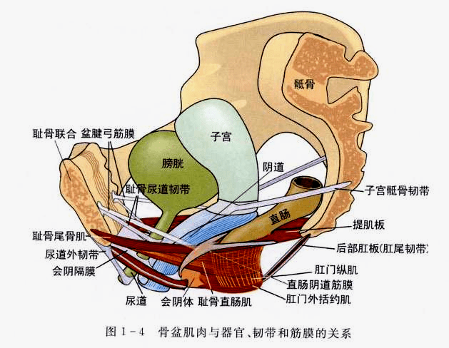 促进盆底肌康复,护航女性健康性福