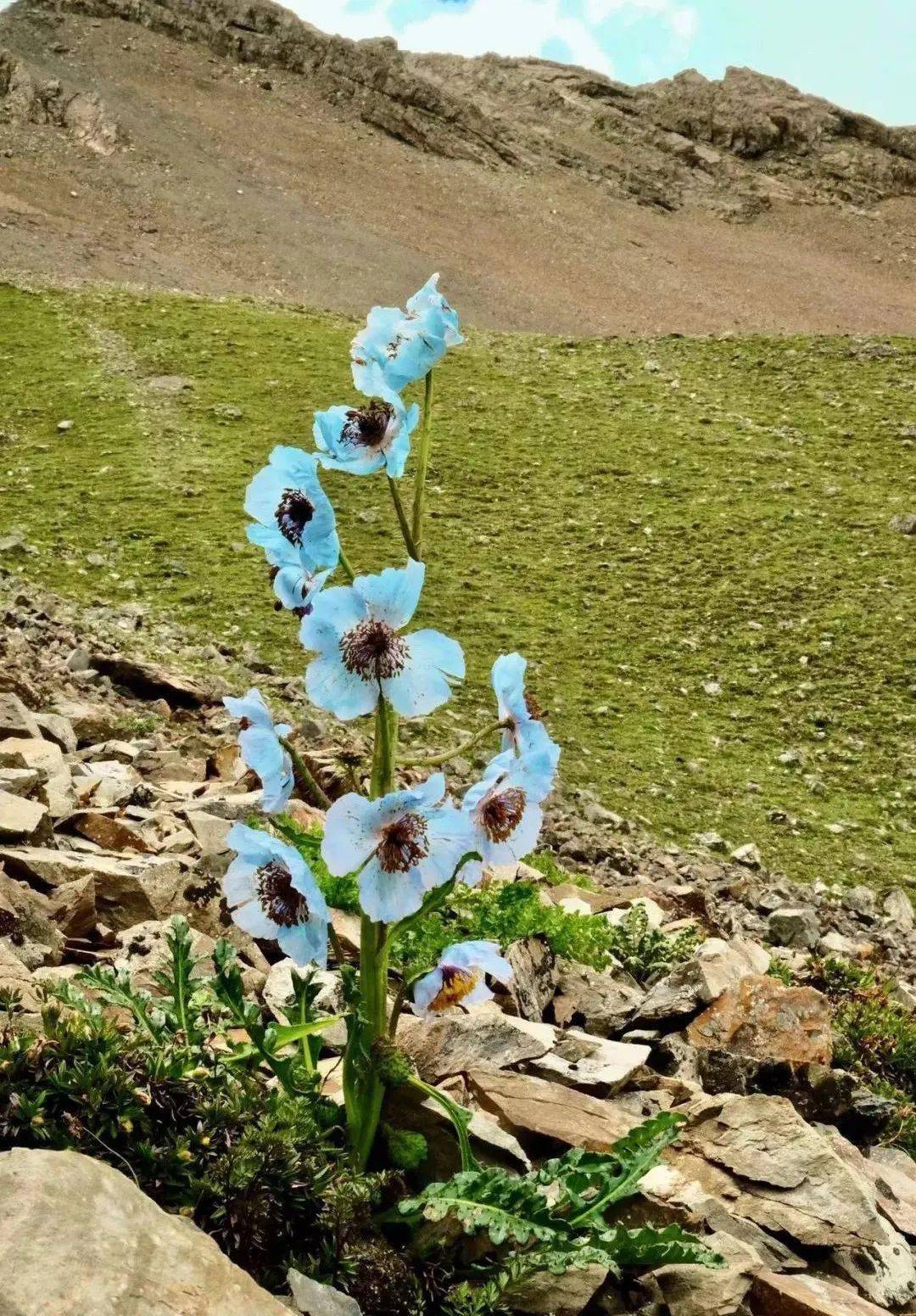 神秘孤傲,以不拔之志,绽倾世美丽,她是不丹的国花,是许巍歌唱的蓝莲花