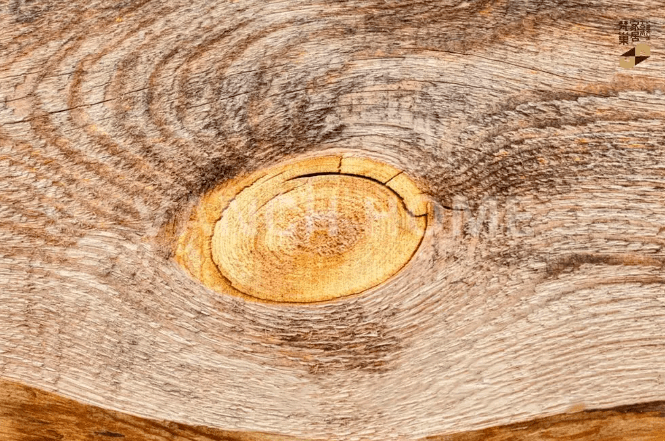 木材入门知识:_边材_射线_部分